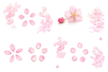 桜 花びら 春 白 背景