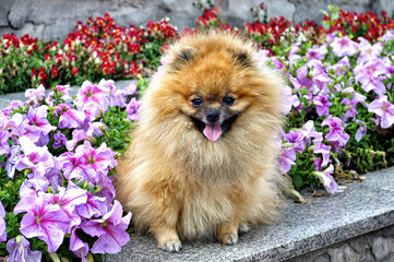 A nice Pomeranian dog on on the background of flowers.