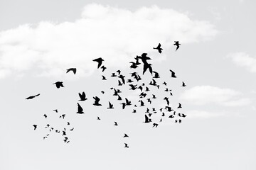 Wild Birds flying in the blue sky.