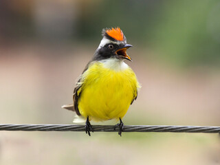Social Flycatcher - Myiozetetes similis – bentevizinho-de-penacho-vermelho