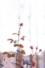 薔薇
