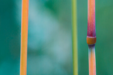 Colorful grass abstract makro