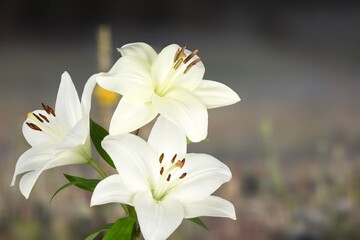 Fototapeta na wymiar White Lilia flower on nature background
