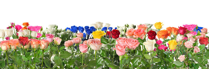 Beautiful rose flowers on white background