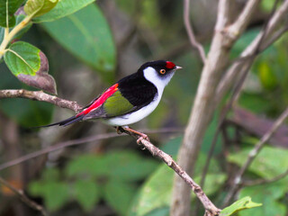 Pin-tailed Manakin – Ilicura militaris  –  tangarazinho 