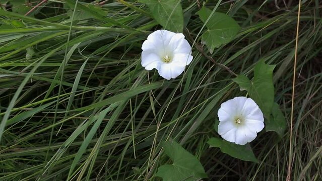 Calystegia sepium , hedge bindweed, Rutland beauty, bugle vine, heavenly trumpets, bellbind, granny-pop-out-of-bed in a meadow in the summer on a sunny day swaying from the wind among medicinal herbs