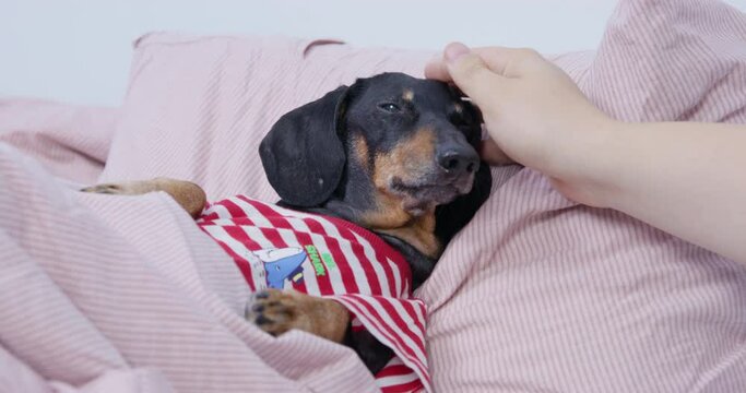 Owner pets sleepy dachshund puppy dressed in colorful t-shirt with red and white stripes lying on soft bed pillows under warm blanket