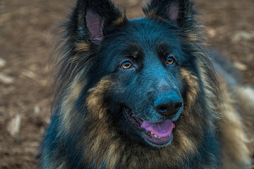 2022-02-10 A CLOSE UP SHOT OF A LONG HAIR GERMAN SHEPARD WITH BEAUTIFUL EYES AND COAT, WITH A...