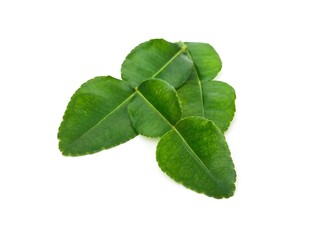 Fresh organic kaffir lime leaves without chemicals, green leaves, placed on a white background.