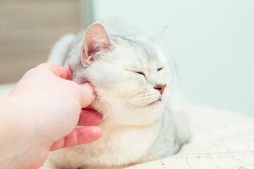 Woman's hand strokes a silver British shorthair cat that sleeps on the bed.