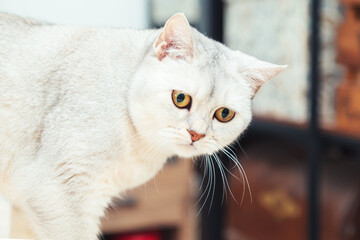  British shorthair silver cat in a home interior.
