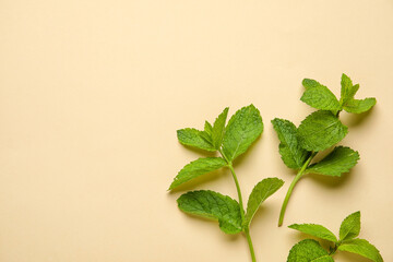 Fresh mint on color background