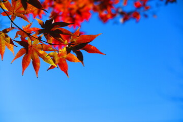 秋の空と紅葉の葉の風景1