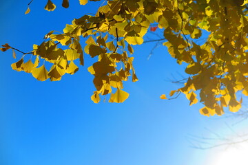 秋の空と銀杏の葉の風景1