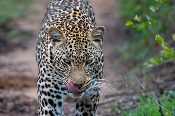African Leopard in South Africa