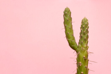 Cactus, fondo rosa. 