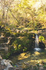 Obraz premium moss valley