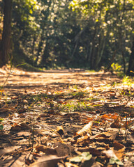 Obraz premium autumn in the park