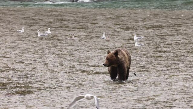 Bear eating salmon. Grizzly bear foraging in fall fishing for salmon in spawning area of river. Brown Bear walking in landscape in coastal British Columbia near Bute inlet and Campbell River, Canada