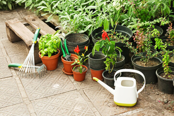 Pots with different plants and watering can in greenhouse