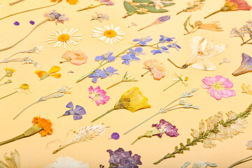 Composition with dried pressed flowers on beige background