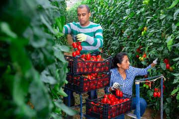 Naklejka na ściany i meble Latina woman and man seasonal workers harvesting ripe tomatoes in greenhouse