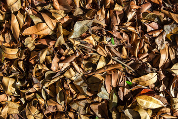 Background of fall autumn leaves in forest
