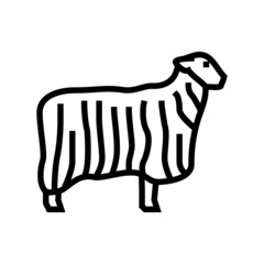 13 teeswater sheep line icon vector. 13 teeswater sheep sign. isolated contour symbol black illustration