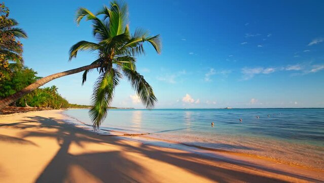 Palm tree and beautiful tropical island beach, seamless  never ending footage. Loop 4k video. Ocean sunrise view. 