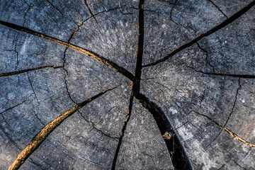 Textura madera tronco corteza 