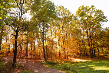 View of different trees in autumn park