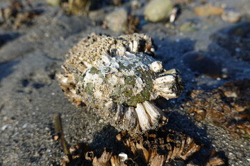 Northern Rock Barnacles (Balanus balanoides) are crustaceans that attach themselves permanently to a hard substrate.