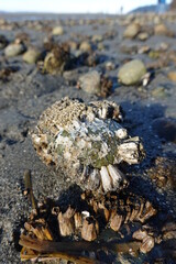 Northern Rock Barnacles (Balanus balanoides) live on the rock.
