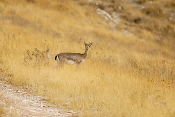 mountain gazelle stands, against a blurred background. In the Deer Valley Nature Reserve,...