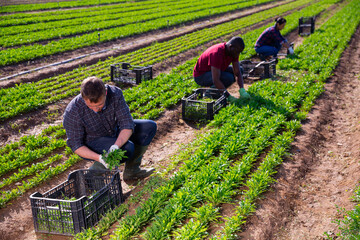 Harvest time. Group of farm workers cutting fresh young leaves of arugula on farm field