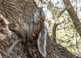 A furry-tailed Arizona Grey Squirrel munching on a seed pod. 