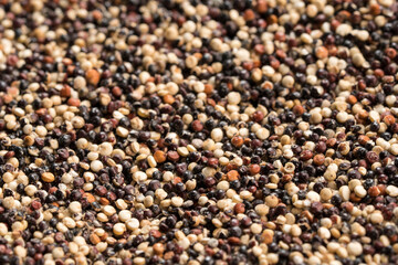 TRICOLOR TYPE QUINOA HARVESTED IN PERU