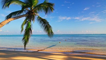 Palm tree and beautiful tropical beach seamless  never ending footage. Loop video.