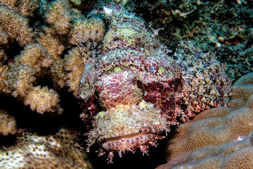 Scorpion fish on the coral reef of tahiti