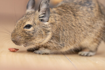 デグーの顔アップ