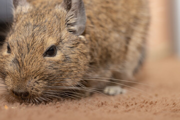 デグーの顔アップ