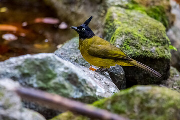 bird resting on ground.
Rufous-chested Flycatcher.Common Emerald Dove.
