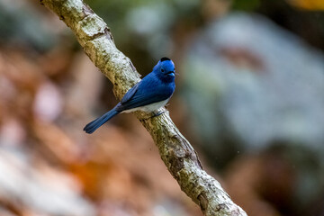 Black-naped Monarch resting in the forest.