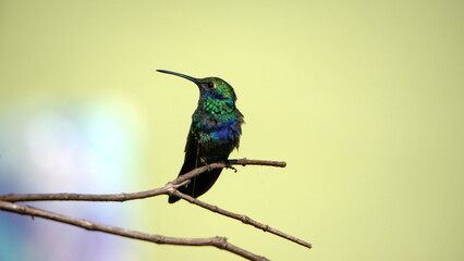 Sparkling violetear (Colibri coruscans) hummingbird perched on a stick in Cotacachi, Ecuador