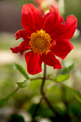red dahlia flower