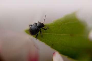 fly on leaf