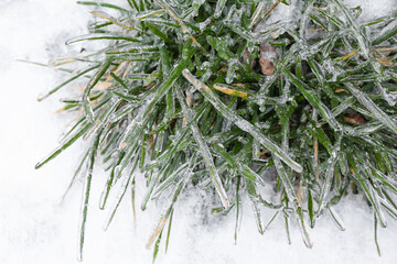 Green grass covered with ice on snowy winter day, closeup