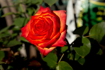 red rose in garden