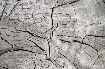 Old wood texture