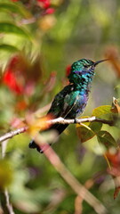 Sparkling violetear (Colibri coruscans) hummingbird perched in a flower bush in Cotacachi, Ecuador